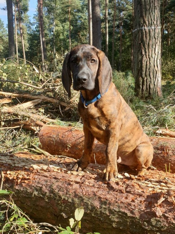 Jagdhund FV Prignitz