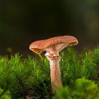 mushroom-4590453_1280